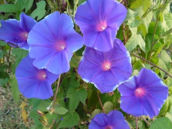 Liseron bleu (Ipomea) — grimpant volubile