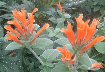 Jacobinia Suberecta — touffe basse et étalée