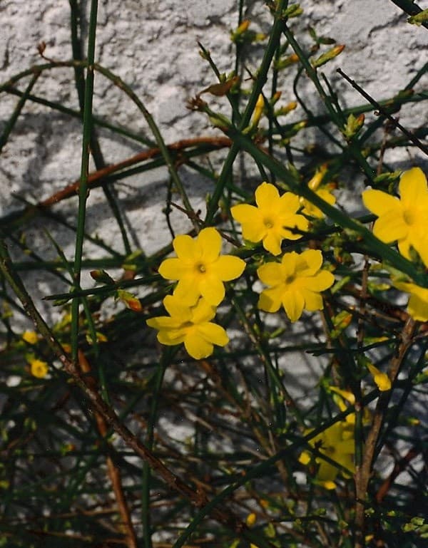 Jasmin d’hiver (Jasminum Nudiflorum) — grimpant volubile ou arbustif selon les espèces