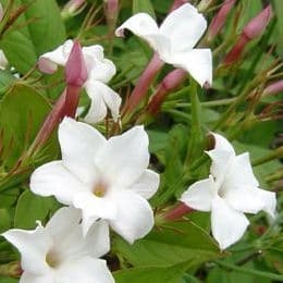 Jasmin Commun (Jasminum Officinalis) — grimpant volubile ou arbustif selon les espèces