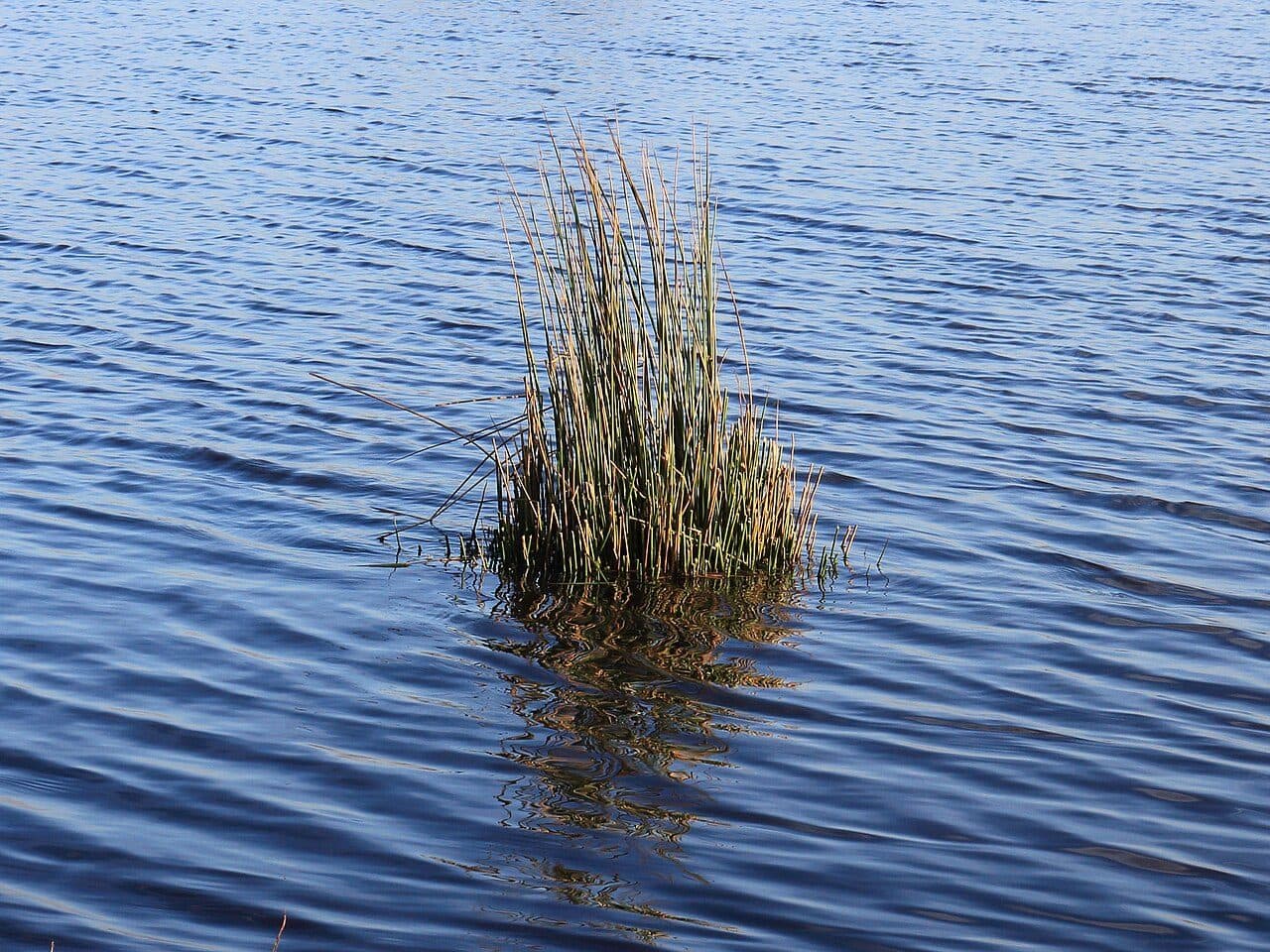 Juncus effusus – Jonc épars