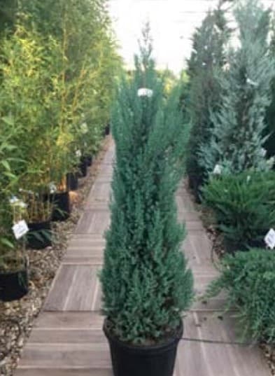 Juniperus Chinensis Stricta 'Genevrier' — port très variable, rampant à colonnaire selon les variétés