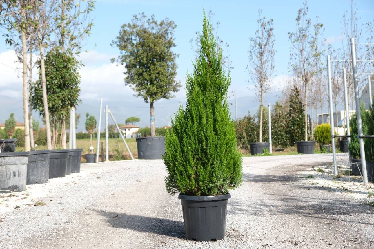 Juniperus chinensis 'Stricta' – Genévrier
