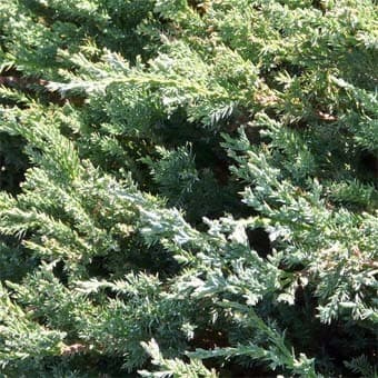 Juniperus Horiz Blue Chip — port très variable, rampant à colonnaire selon les variétés