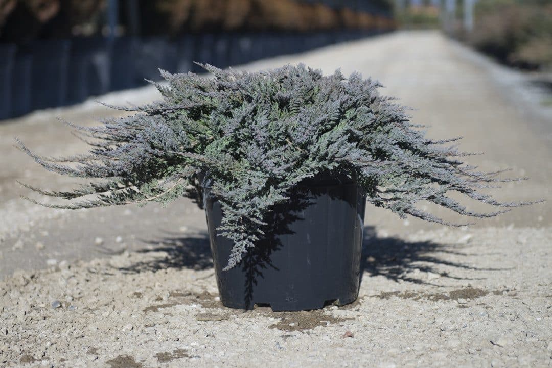 Juniperus horizontalis 'Blue Chip'