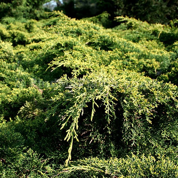 Juniperus Pfitzeriana Aurea — port très variable, rampant à colonnaire selon les variétés