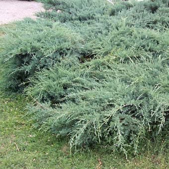 Juniperus Pfitzeriana Glauca — port très variable, rampant à colonnaire selon les variétés