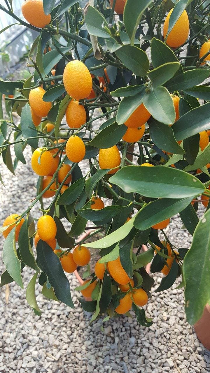 Kumquat (Fortunella margarita) — port arrondi et compact, ramure dense et épineuse