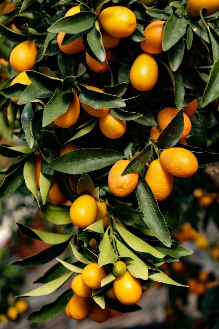Kumquat et ses petits fruits orange