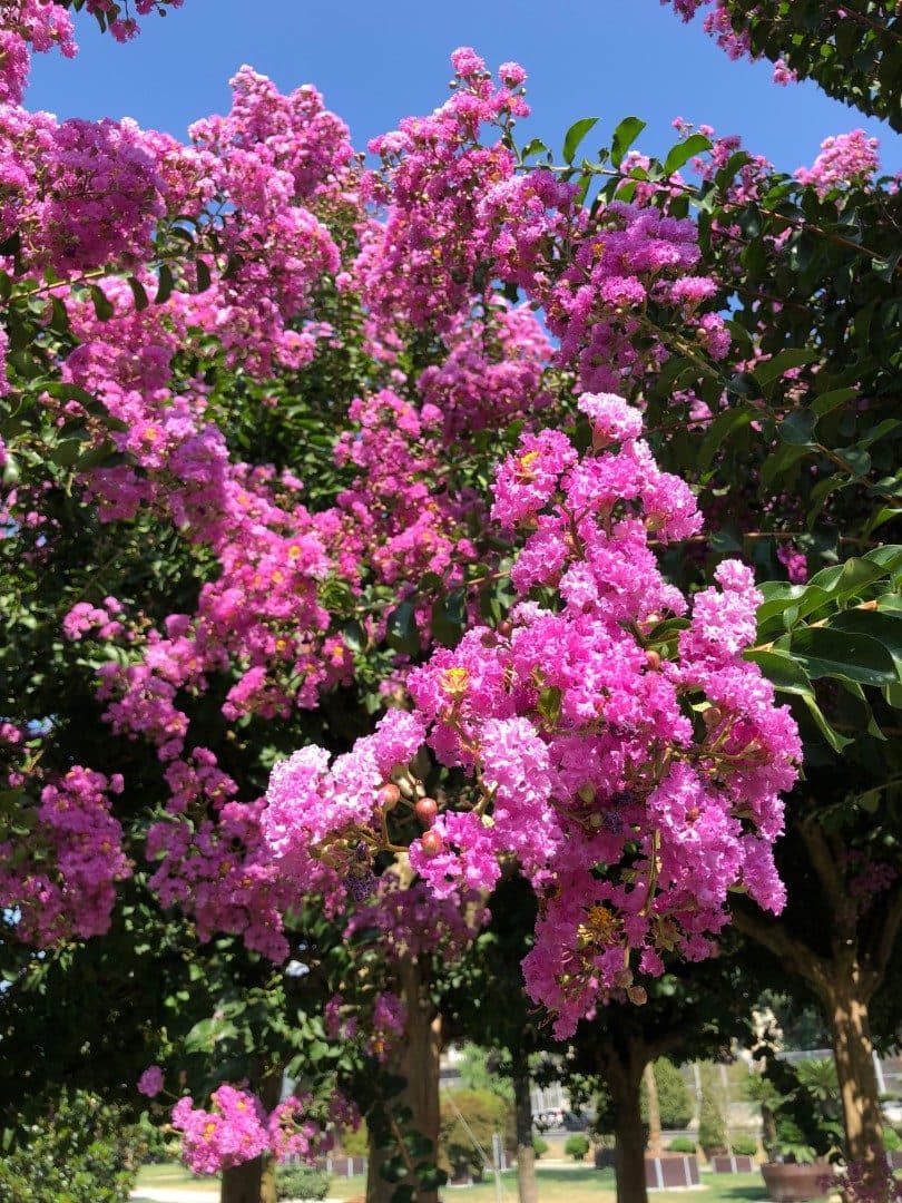 Lagerstroemia – Lilas des Indes