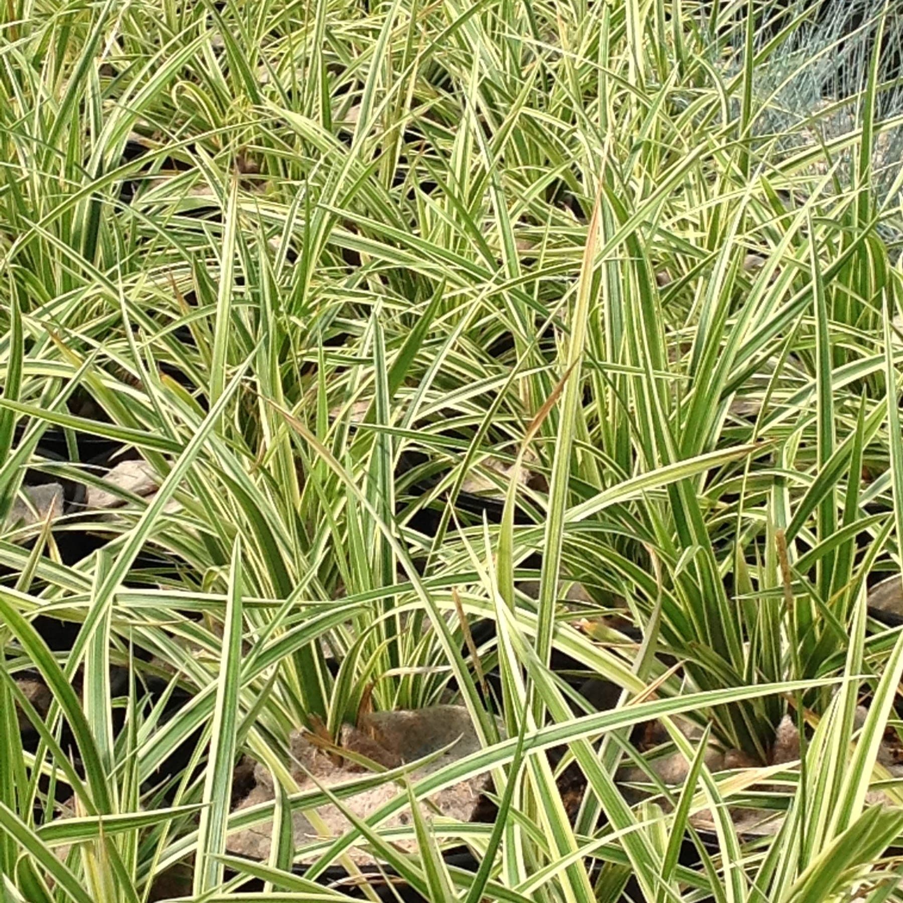 Laîche du Japon 'Evergold' (Carex oshimensis 'Evergold') — touffe arquée