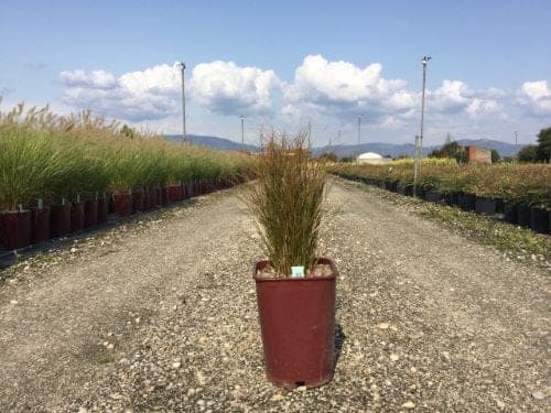 Laîche orangée (Carex testacea) — touffe arquée