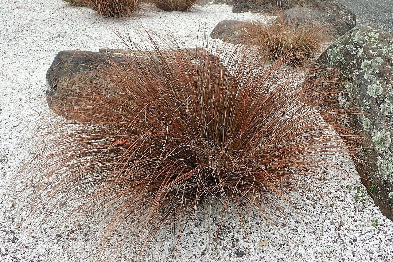 Laîche orangée – Carex testacea