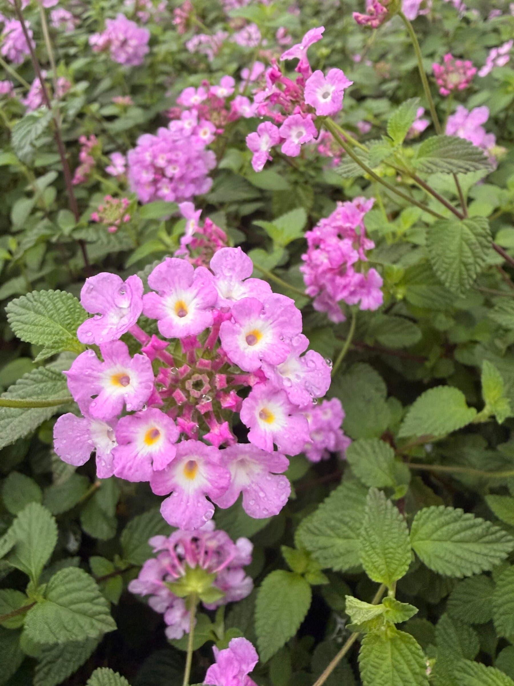 Lantanier rampant (Lantana sellowiana) — port rampant
