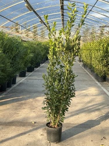 Laurier sauce (Laurus nobilis) — sujet en pot, port pyramidal dense