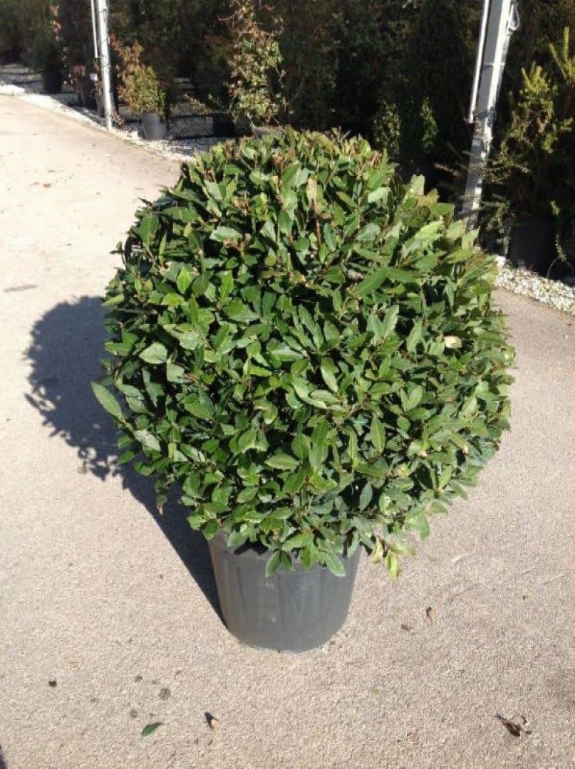 Laurus nobilis – Laurier-sauce