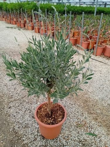 Lavande dentée (Lavandula dentata) — port buissonnant compact