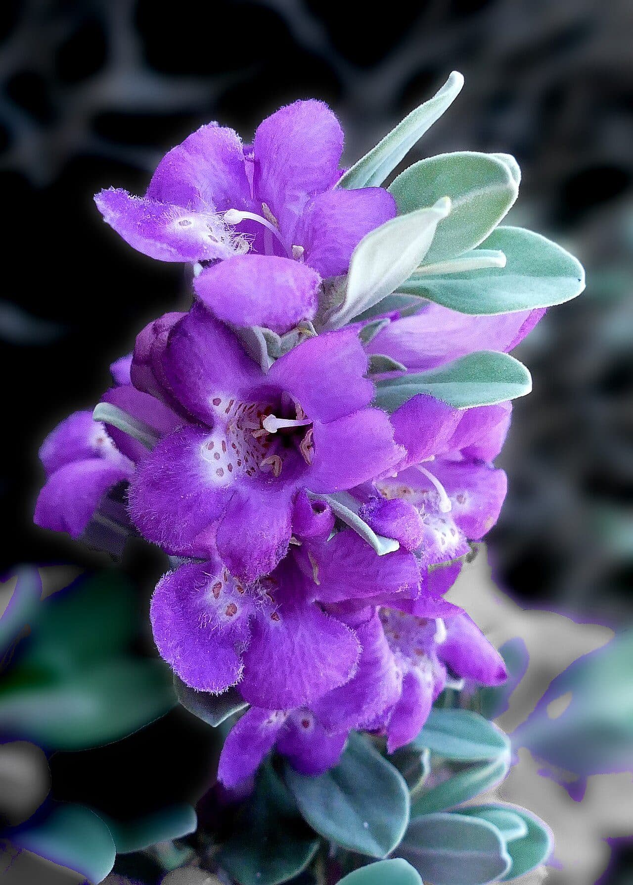 Leucophyllum frutescens – Sauge du Texas