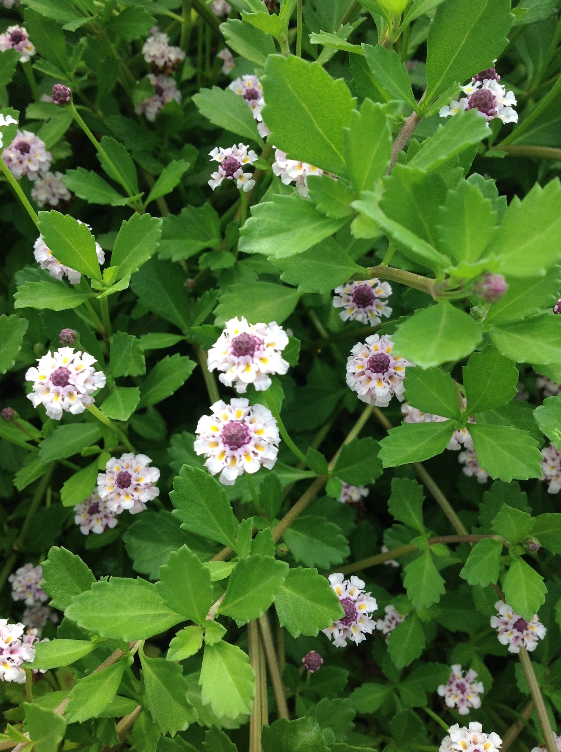 Lippia Nodiflora — tapis rampant et dense, s'enracinant aux nœuds