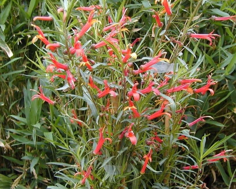 Lobelia Laxiflora — touffe dressée, drageonnante