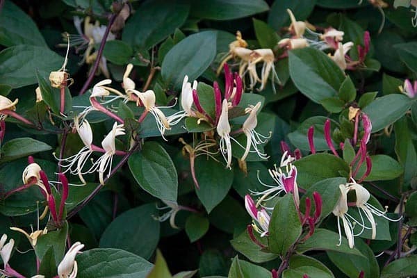 Chèvrefeuille rose (Lonicera japonica Chinensis) — grimpant volubile