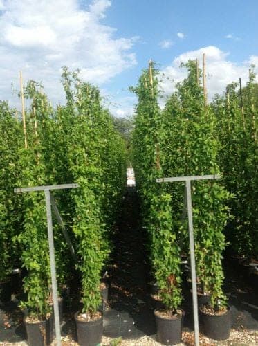 Chèvrefeuille blanc (Lonicera japonica 'Halliana') — port grimpant sur support