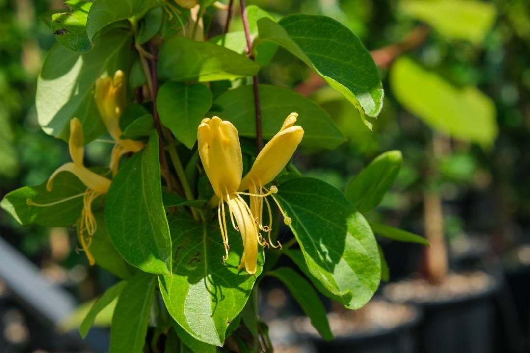 Lonicera japonica 'Halliana' – Chèvrefeuille blanc