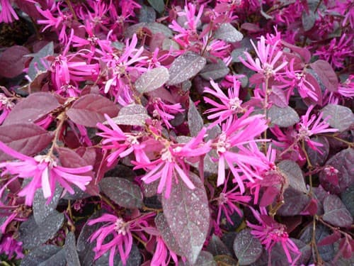 Loropetalum Fire Dance — port étalé et buissonnant