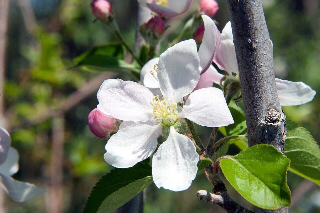 Malus domestica 'Gala' – Pommier 'Gala'