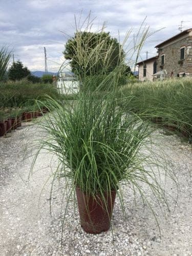 Miscanthus sinensis 'Adagio' (Miscanthus sinensis 'Adagio' — Roseau de Chine 'Adagio') — touffe dressée et arquée