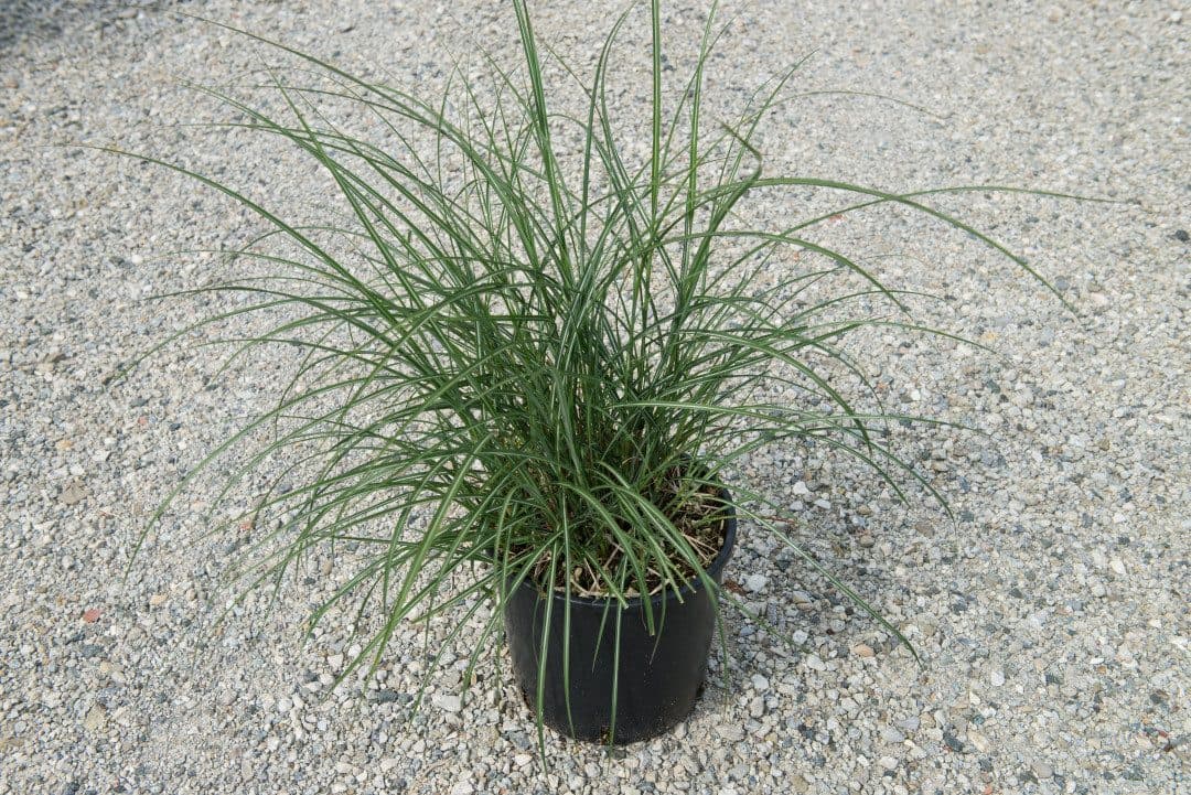 Miscanthus sinensis 'Adagio' – Roseau de Chine 'Adagio'
