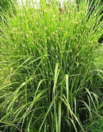 Roseau de Chine zebre jaune (Miscanthus Sinensis Zebrinus) — touffe érigée et arquée