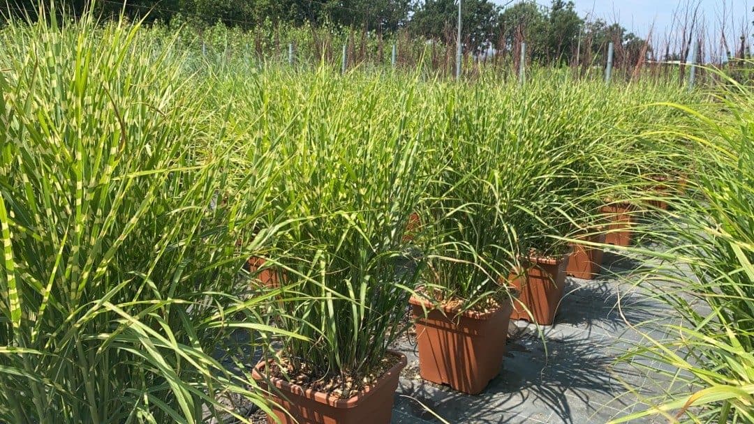 Miscanthus sinensis 'Zebrinus' – Roseau de Chine zébré