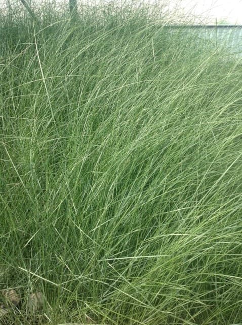 Muhlenbergia Capillaris — touffe fine et vaporeuse