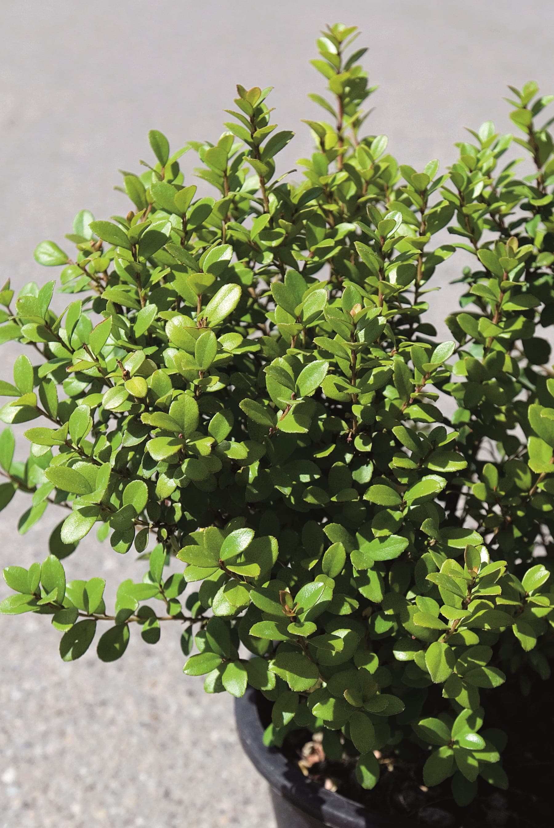 Myrsine Africana — port compact et dense