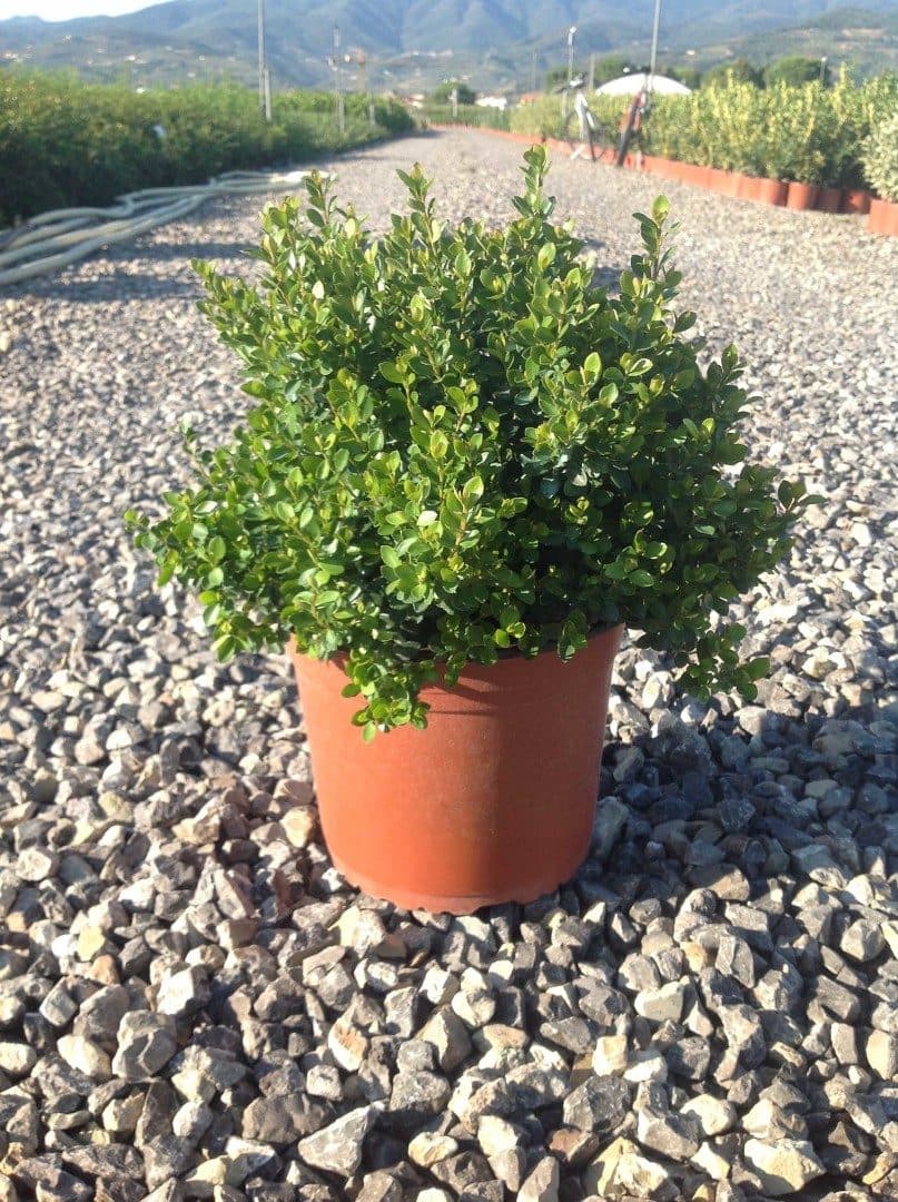 Myrsine africana