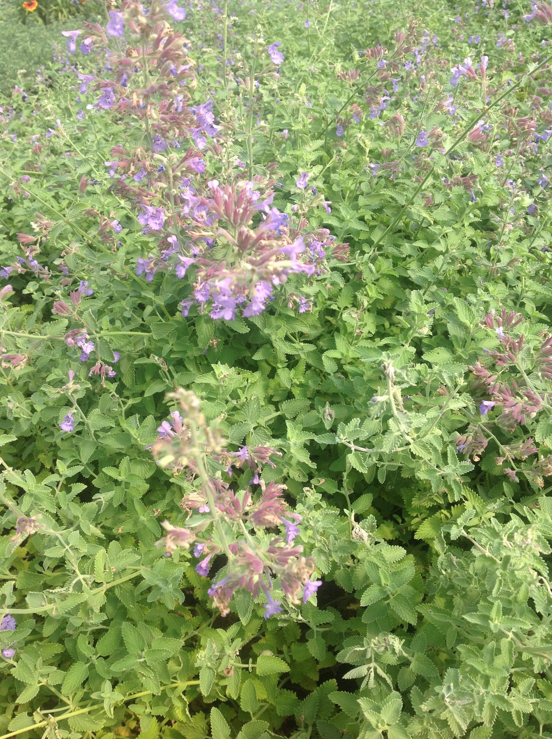 Nepeta 'Nepeta' — touffe étalée et souple