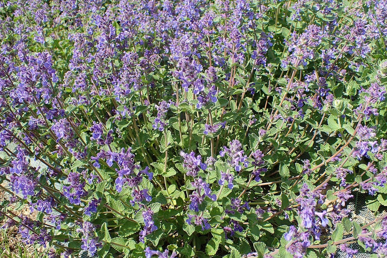 Nepeta