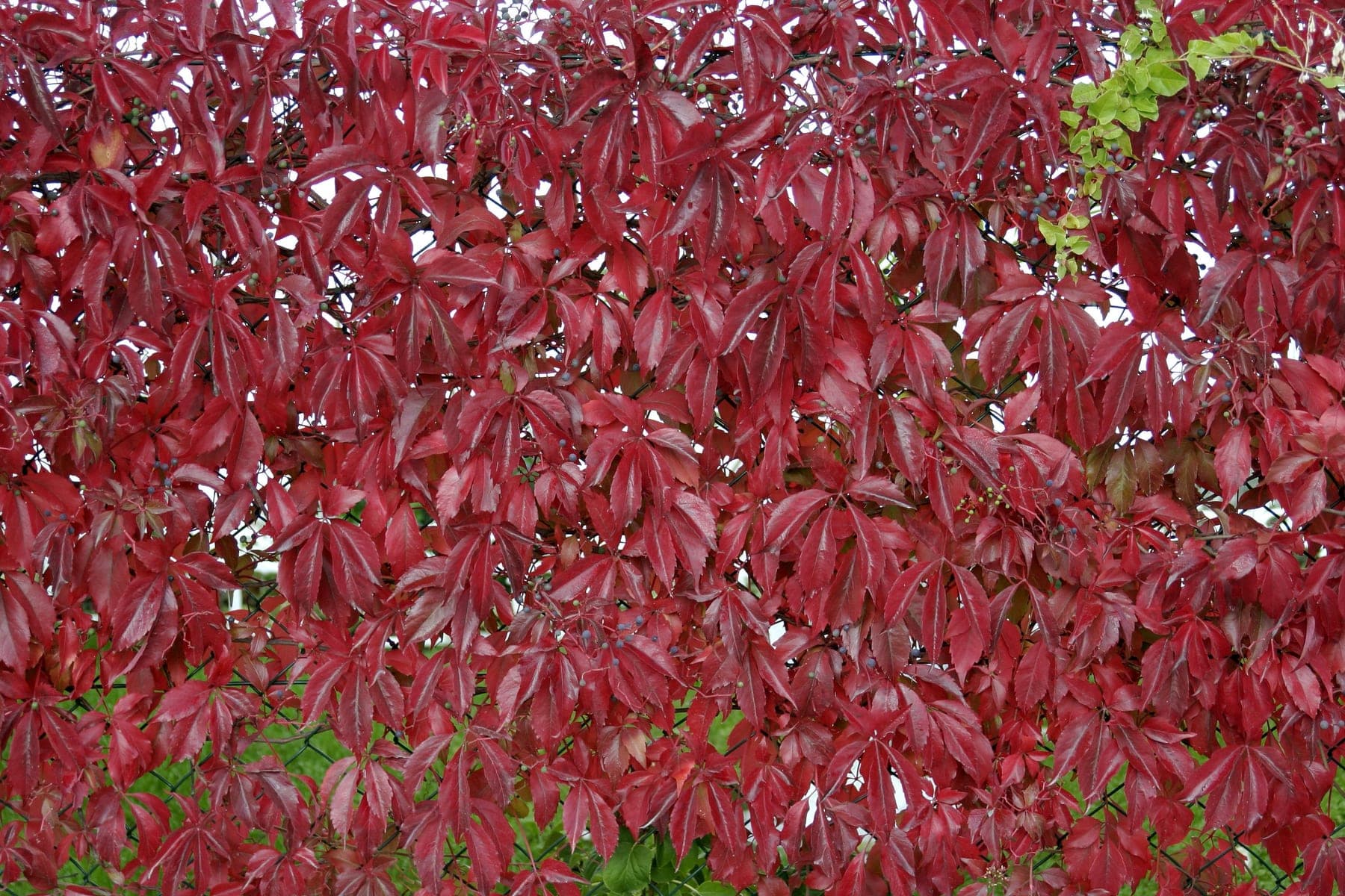 Vigne Vierge (Parthenocissus Quinquefolia) — grimpant par vrilles, vigoureux