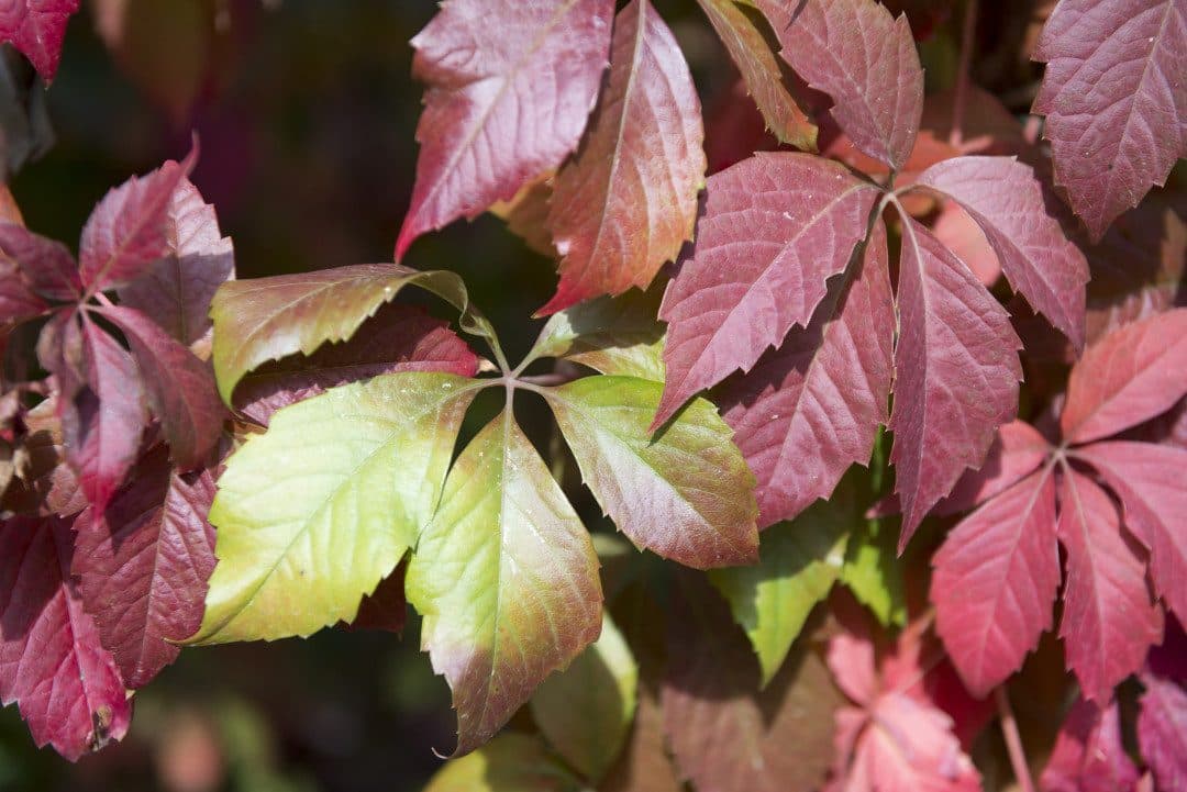 Parthenocissus quinquefolia – Vigne vierge