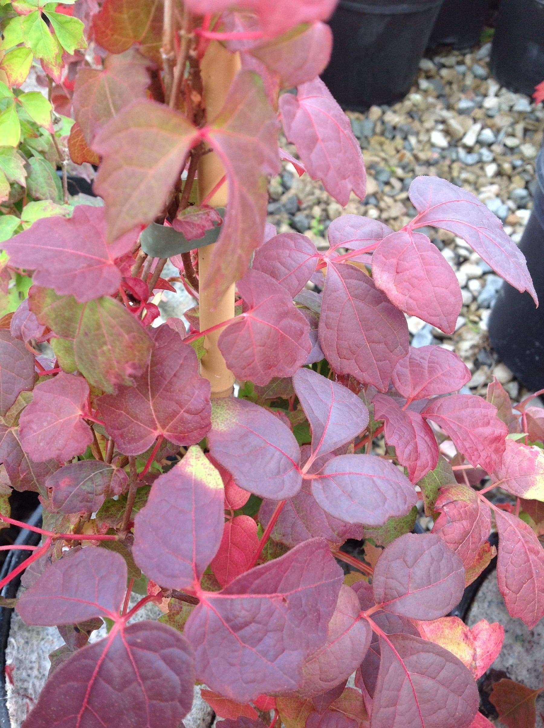 Vigne Vierge (Parthenocissus Tricus Veitchi) — grimpant par vrilles, vigoureux