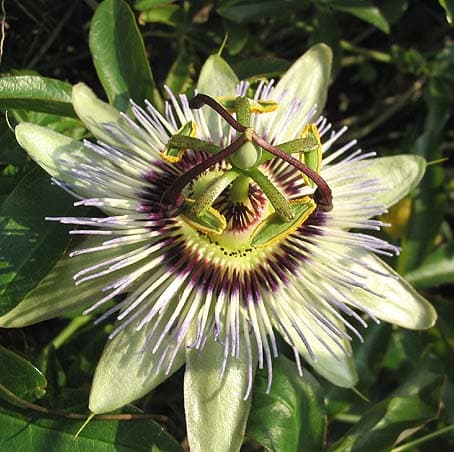 Fleur de la Passion (Passiflore) — grimpant par vrilles