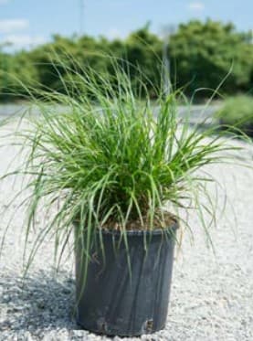 Herbe aux écuvillons (Pennisetum Alopecuroides) — touffe souple et arquée