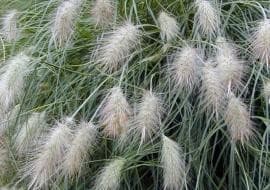 Herbe aux écuvillons (Pennisetum Alopecuroides Villosum) — touffe souple et arquée