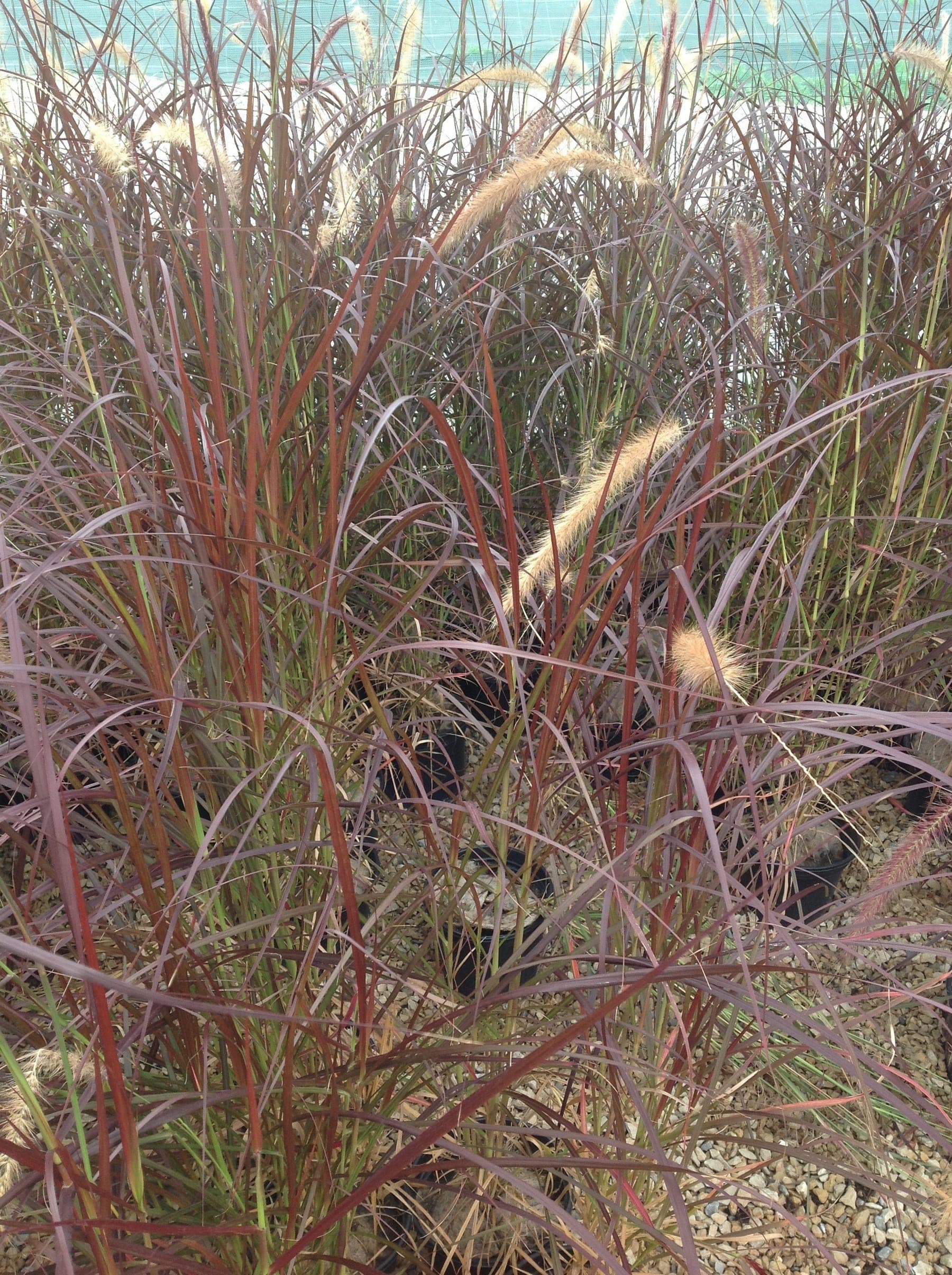 Herbe aux écuvillons pourpre (Pennisetum Setaceum Rubrum) — touffe souple et arquée
