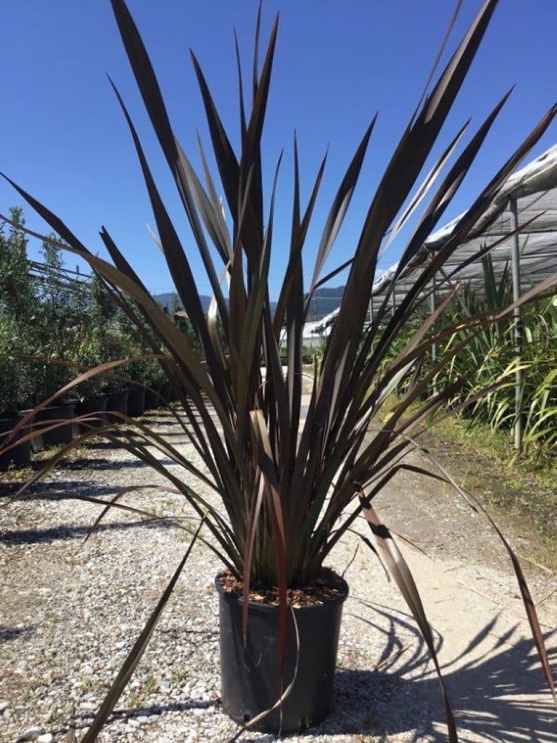 Phormium tenax 'Atropurpureum' – Lin de Nouvelle-Zélande rouge