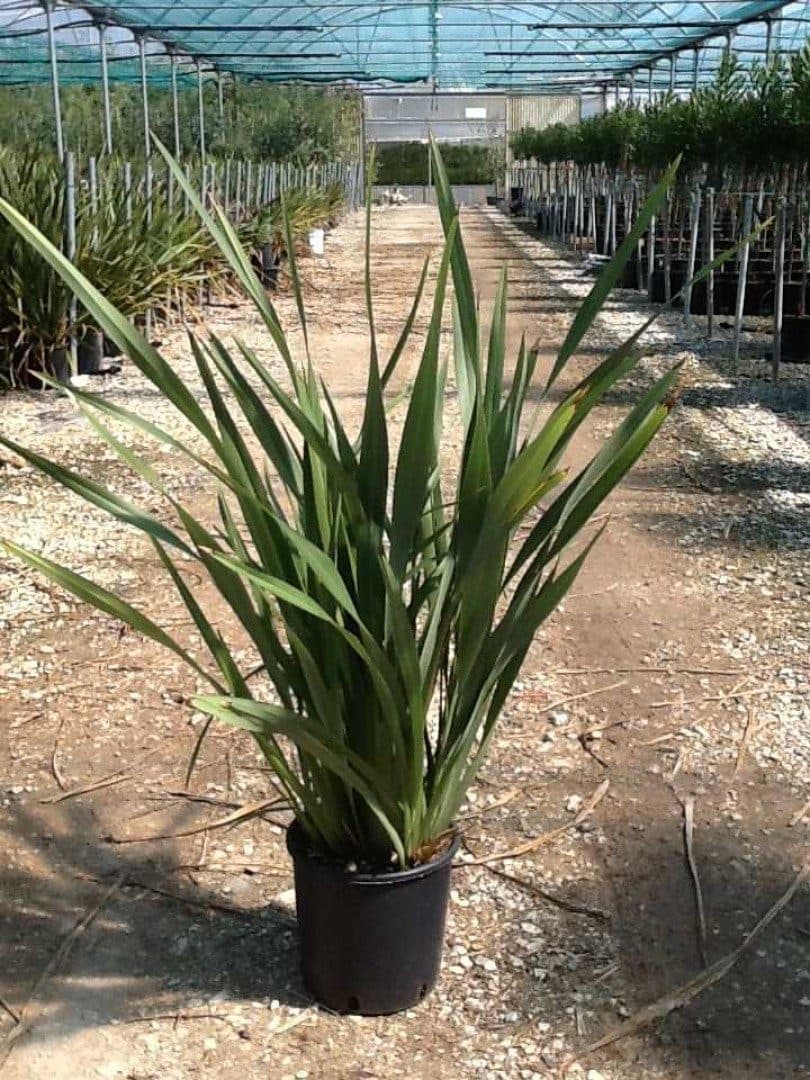 Phormium tenax – Lin de Nouvelle-Zélande vert