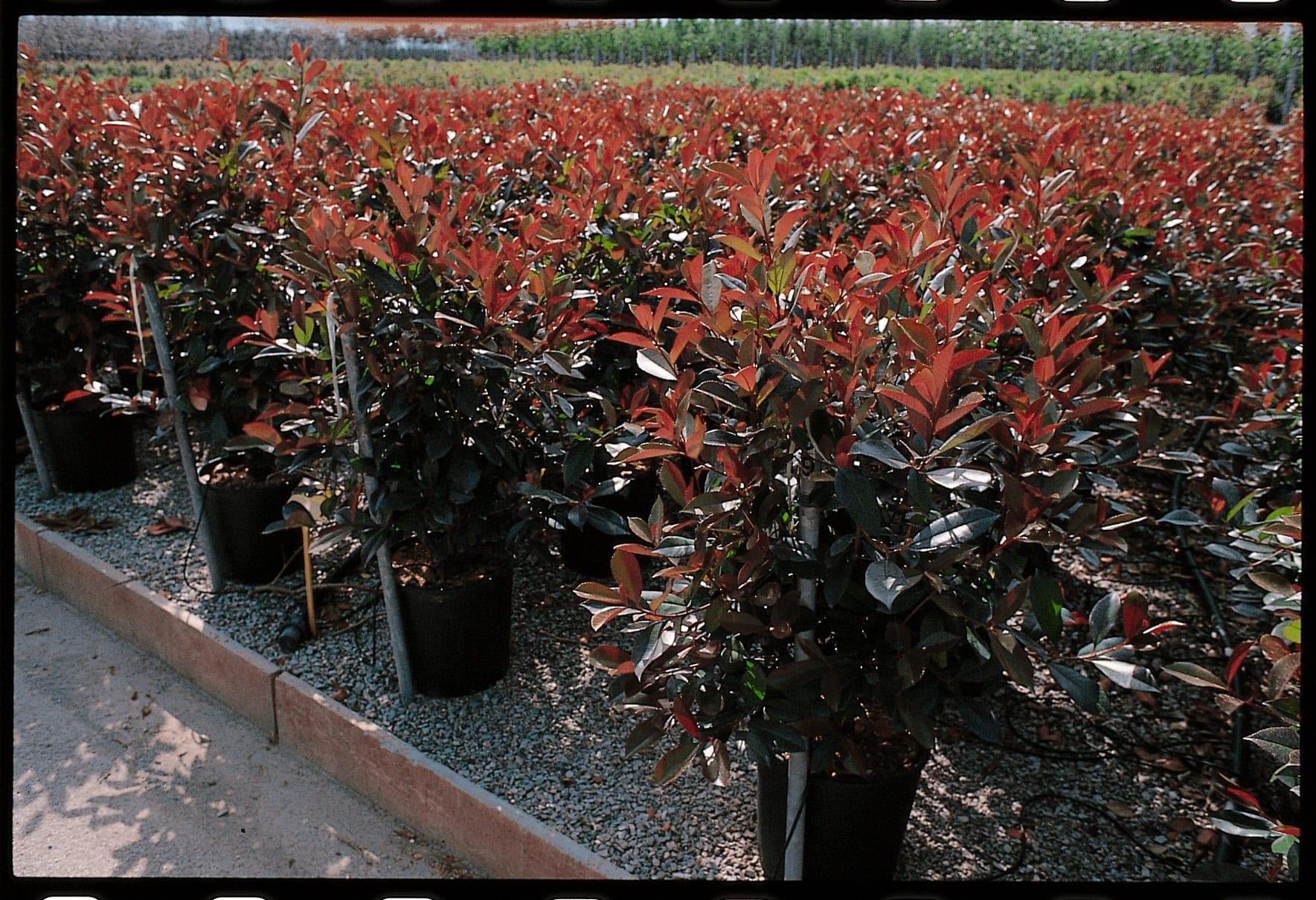Photinia x Fraseri Red Robin — port érigé et dense