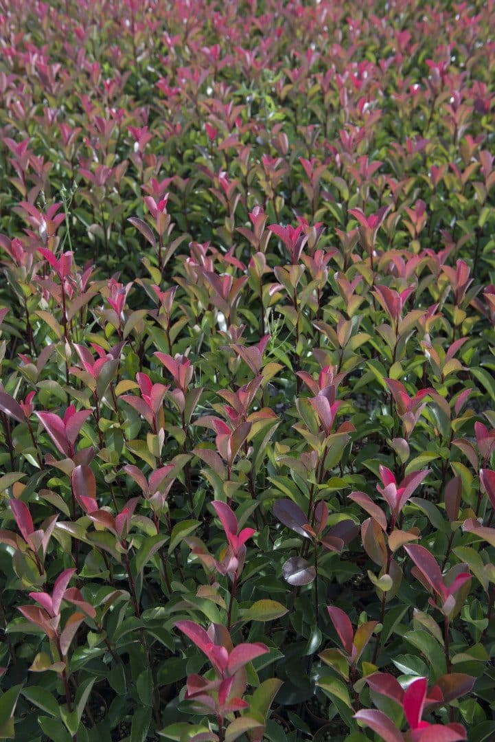 Photinia × fraseri 'Red Robin'