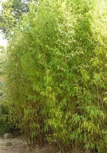 Phyllostachys Aurea 'Bambou' — touffe traçante, chaumes dressés